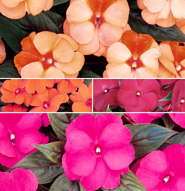 'Multiple Varieties' New Guinea Impatiens - Impatiens hawkeri from Keathly Nursery