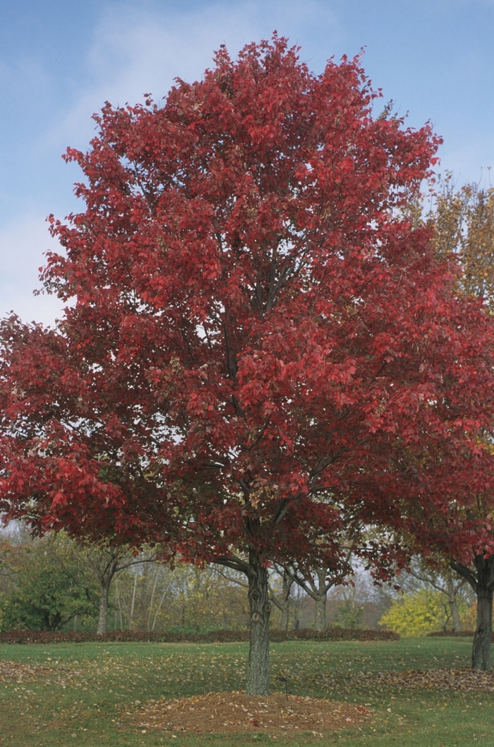 Red Maple - Acer rubrum from Keathly Nursery