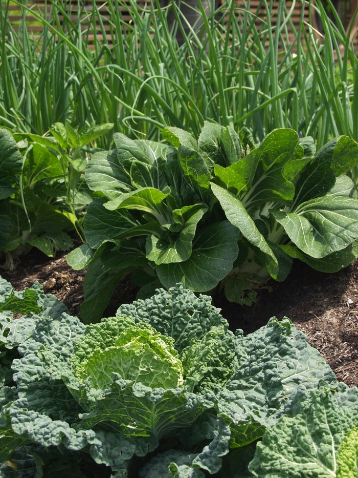 'Super Star' Super Star Onion - Allium cepa from Keathly Nursery