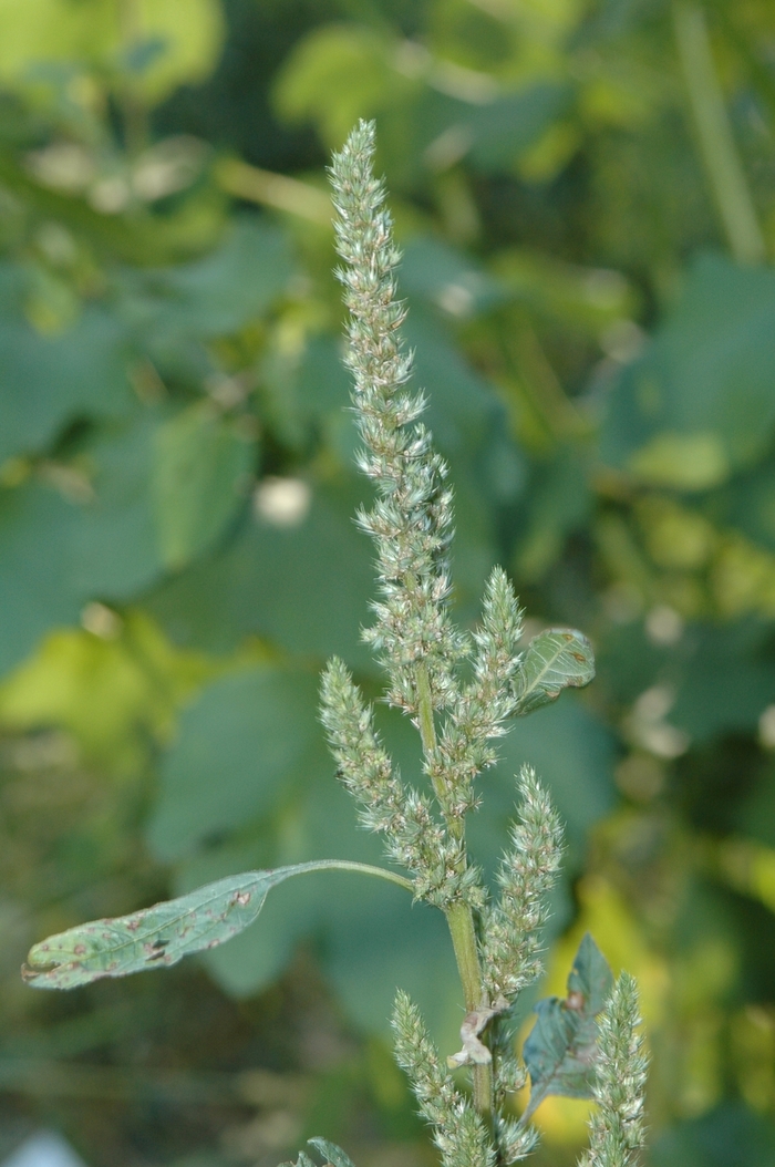 Amaranth - Amaranthus viridis from Keathly Nursery