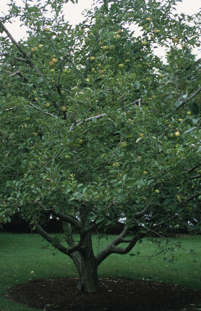 'Golden Delicious' Apple - Malus domestica from Keathly Nursery