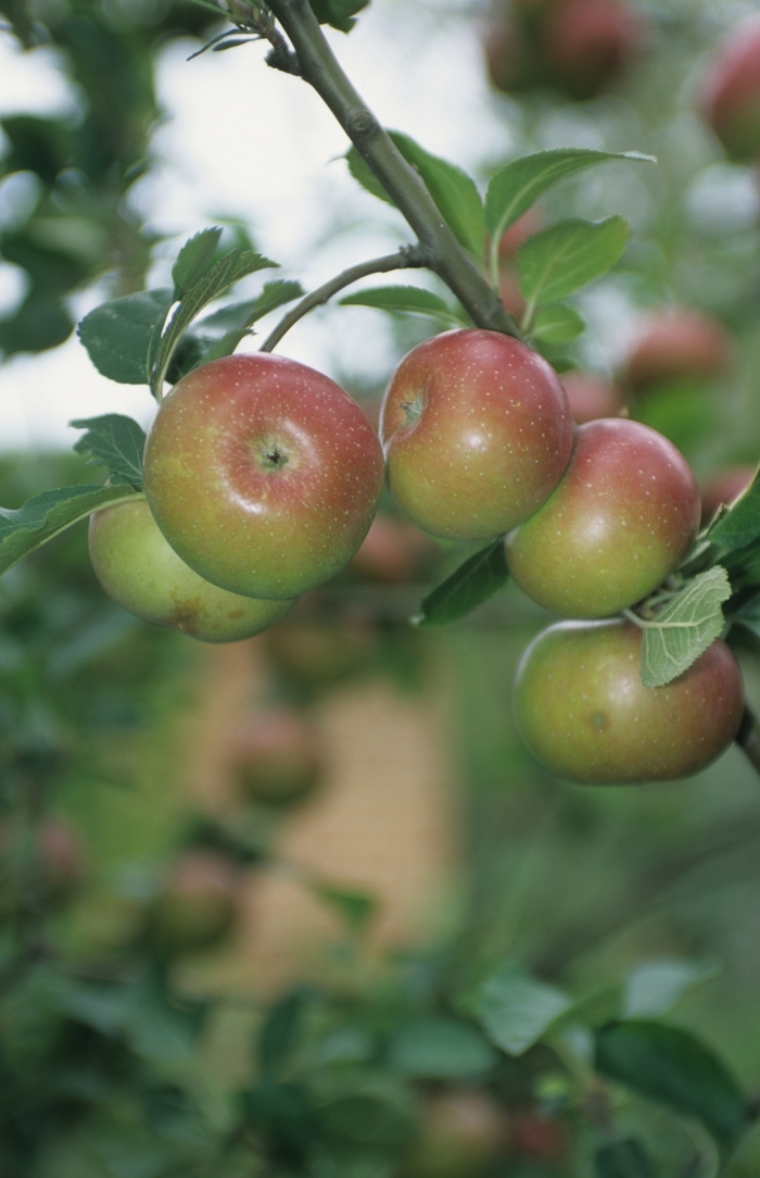 'Royal Gala' Apple - Malus pumila from Keathly Nursery
