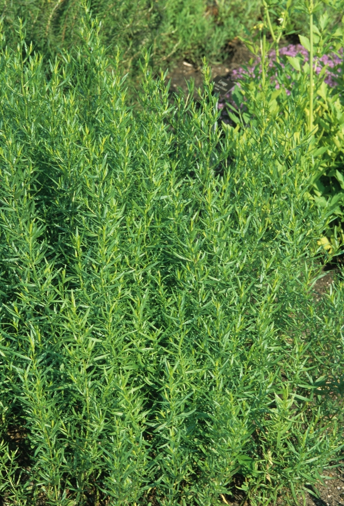 Tarragon - Artemisia dracunculus from Keathly Nursery