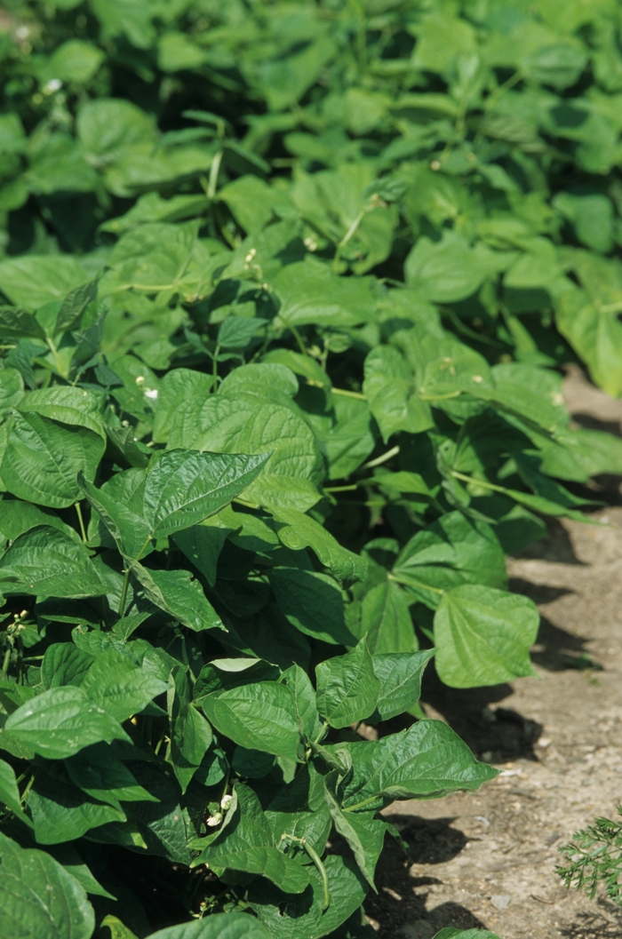 'Blue Lagoon' Bush Bean - Phaseolus vulgaris from Keathly Nursery