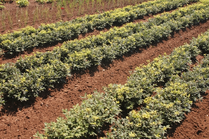 'Rudy Haag' Dwarf Burning Bush - Euonymus alatus from Keathly Nursery