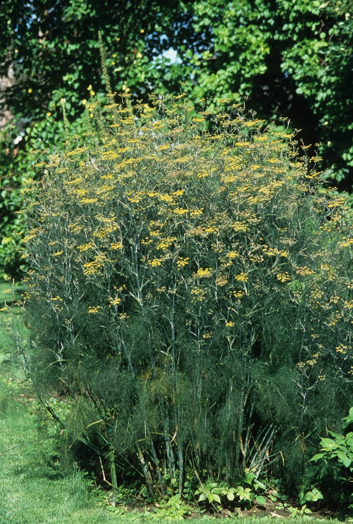 Common Fennel - Foeniculum vulgare from Keathly Nursery