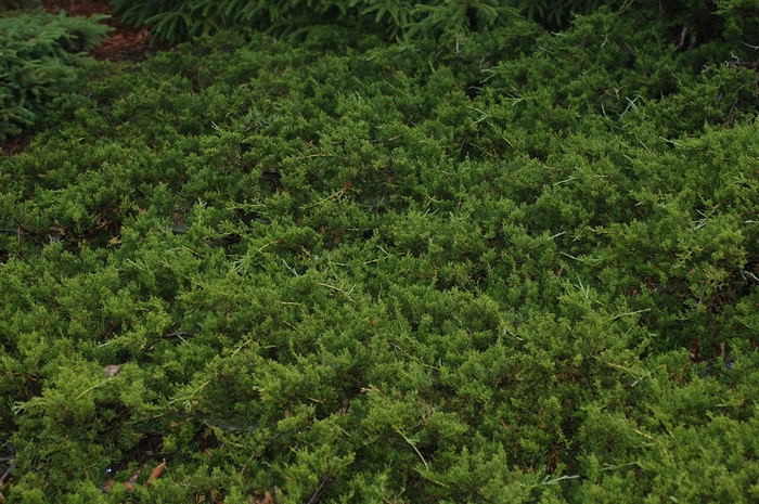 'Reptans' Eastern Red Cedar - Juniperus virginiana from Keathly Nursery