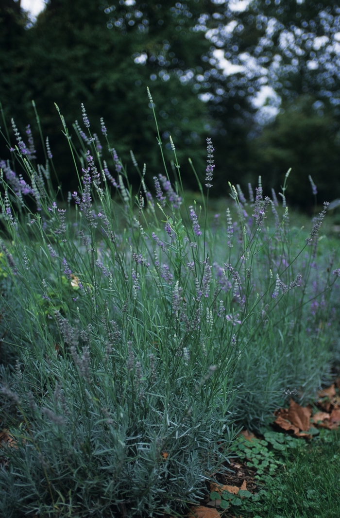 'Provence' Provence French Lavender - Lavandula x intermedia from Keathly Nursery