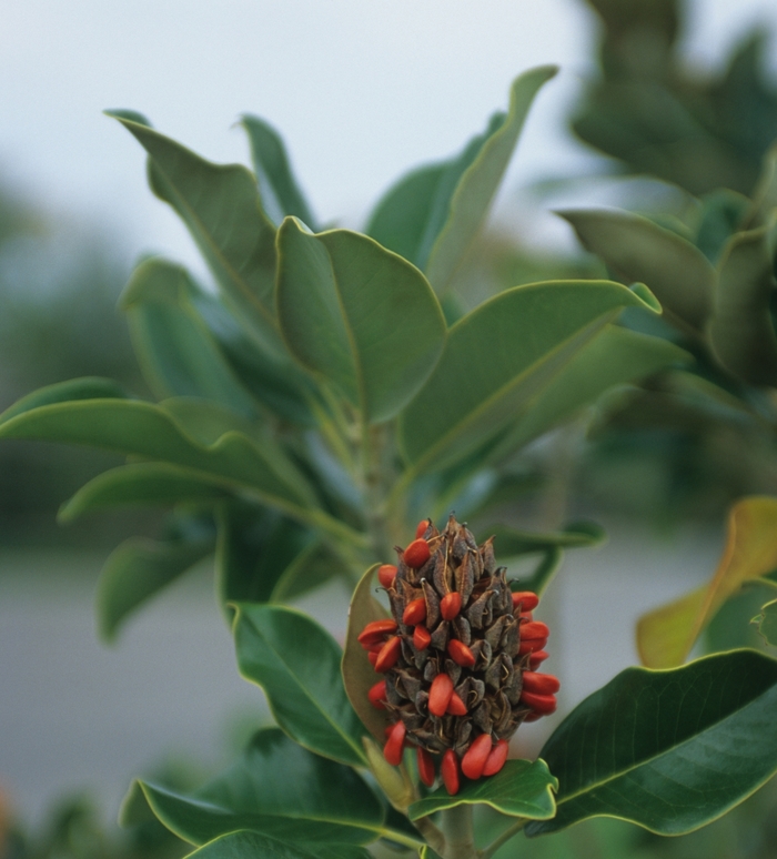 'Claudia Wannamaker' Southern Magnolia - Magnolia grandiflora from Keathly Nursery