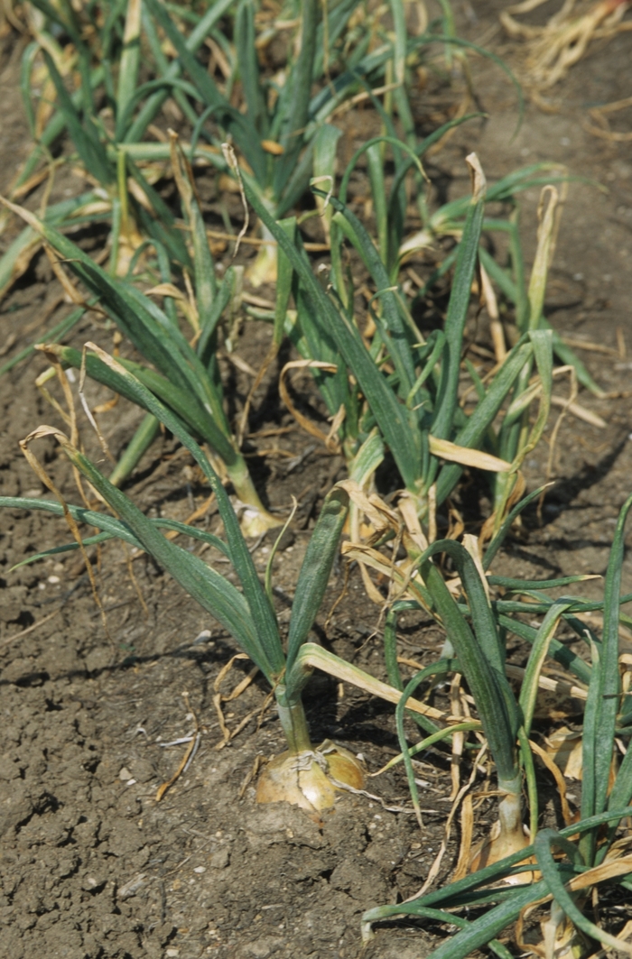 'Candy' Onion - Allium cepa from Keathly Nursery