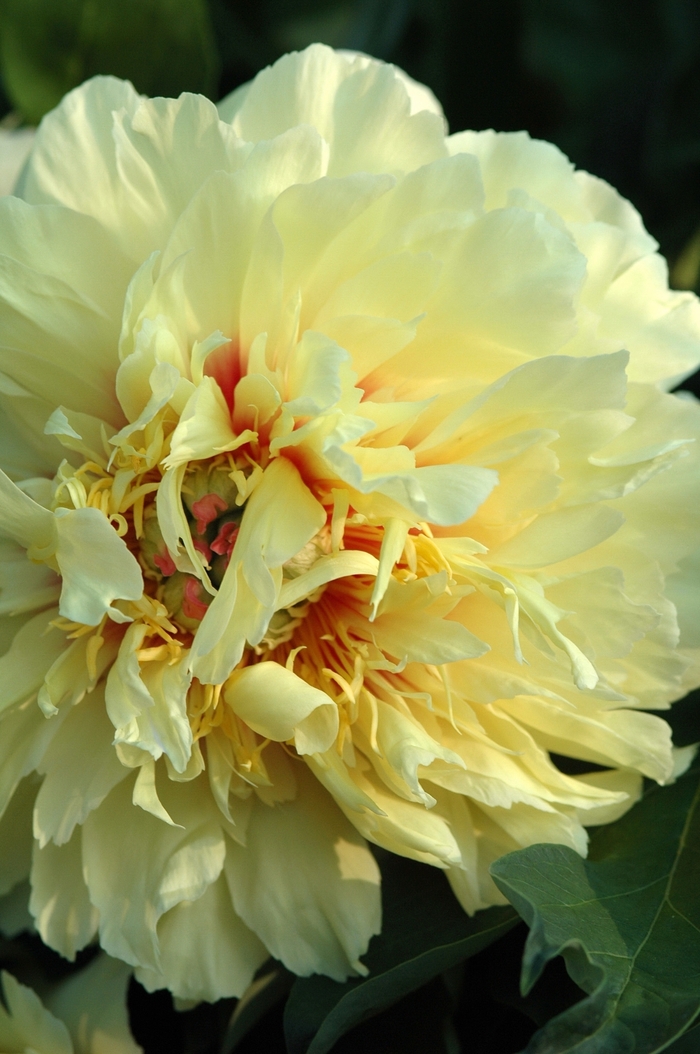 'Golden Treasure' Golden Treasure Itoh Peony - Paeonia from Keathly Nursery