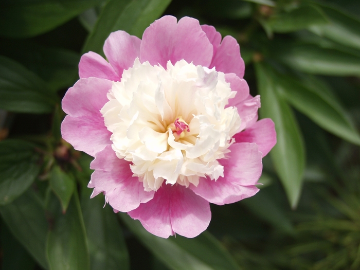 'Sorbet' Peony - Paeonia lactiflora from Keathly Nursery
