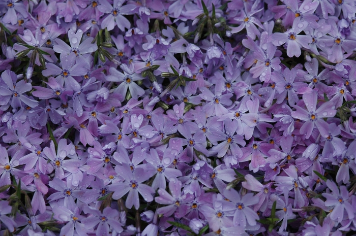 'Emerald Blue' Creeping Phlox - Phlox subulata from Keathly Nursery