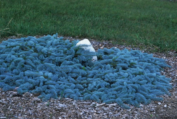 'Glauca Prostrata' Blue Spruce - Picea pungens from Keathly Nursery