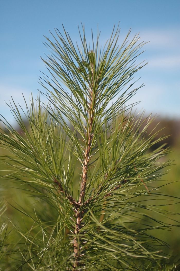 Loblolly Pine - Pinus taeda from Keathly Nursery
