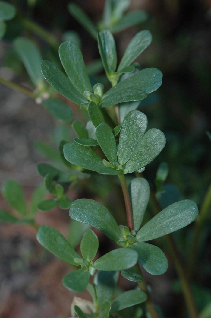 Purslane - Portulaca oleracea from Keathly Nursery