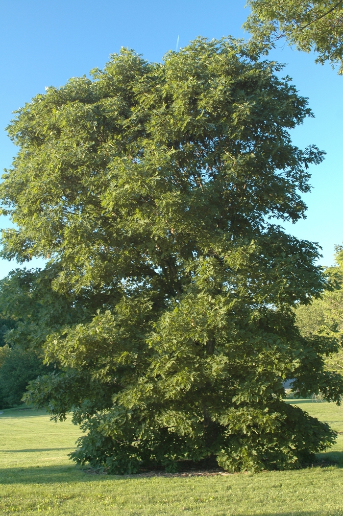 White Oak - Quercus alba from Keathly Nursery