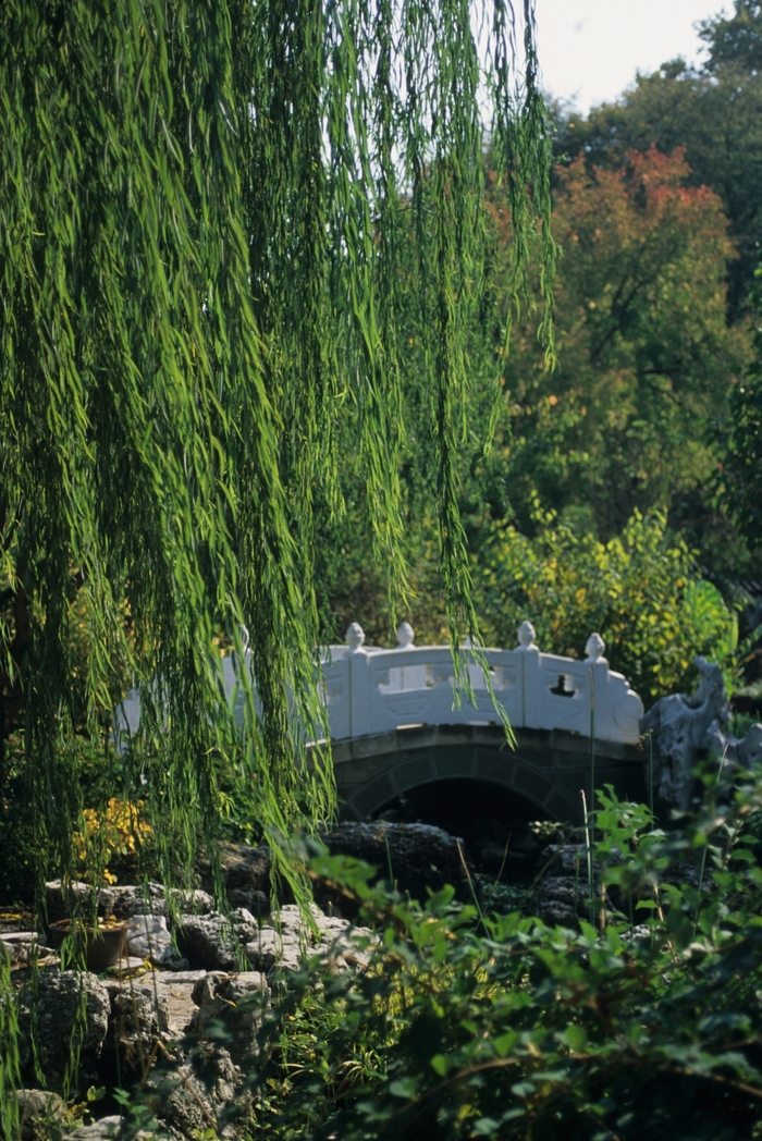 Weeping Willow - Salix babylonica from Keathly Nursery