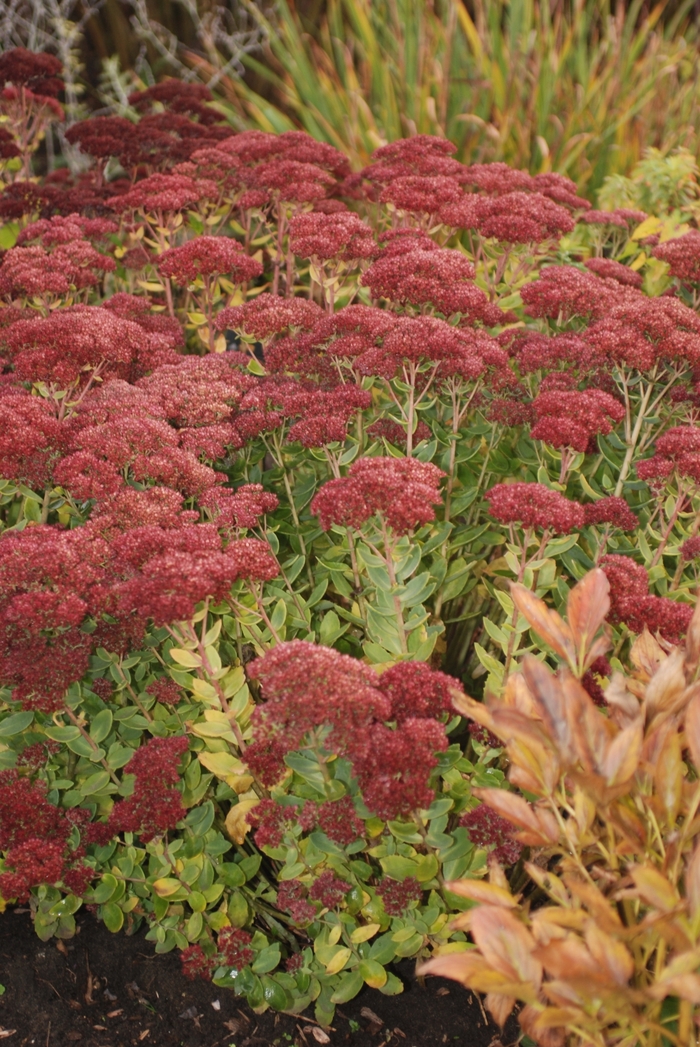 'Mini Joy' Stonecrop - Sedum from Keathly Nursery