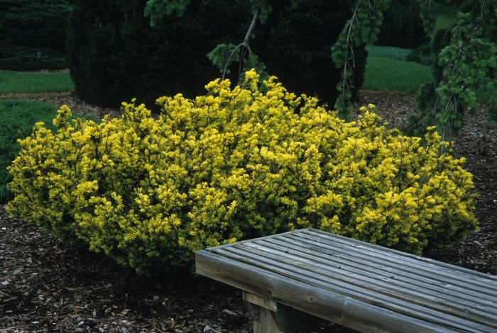 'Repens Aurea' Spreading Yew - Taxus baccata from Keathly Nursery