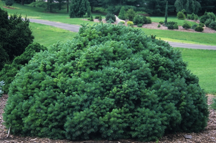 'Green Globe' Rocky Mountain Fir - Abies lasiocarpa from Keathly Nursery