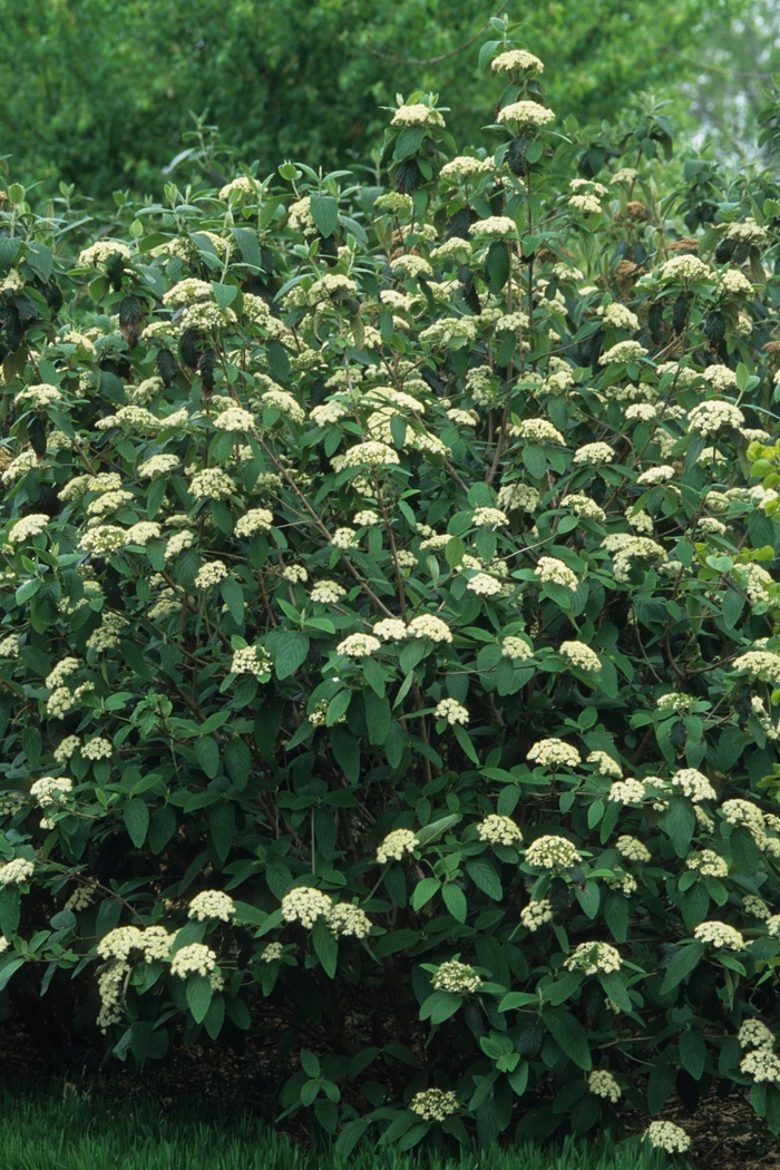 Leatherleaf Viburnum - Viburnum rhytidophyllum from Keathly Nursery