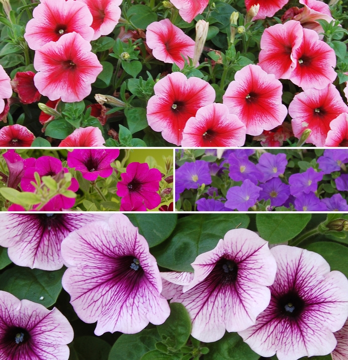 Assorted Petunia - Petunia from Keathly Nursery