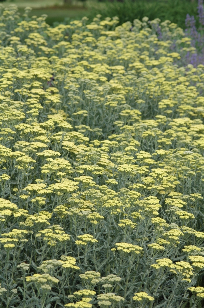 'Anthea&trade;' Yarrow - Achillea from Keathly Nursery