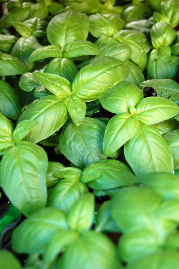 Sweet Basil - Ocimum basilicum from Keathly Nursery