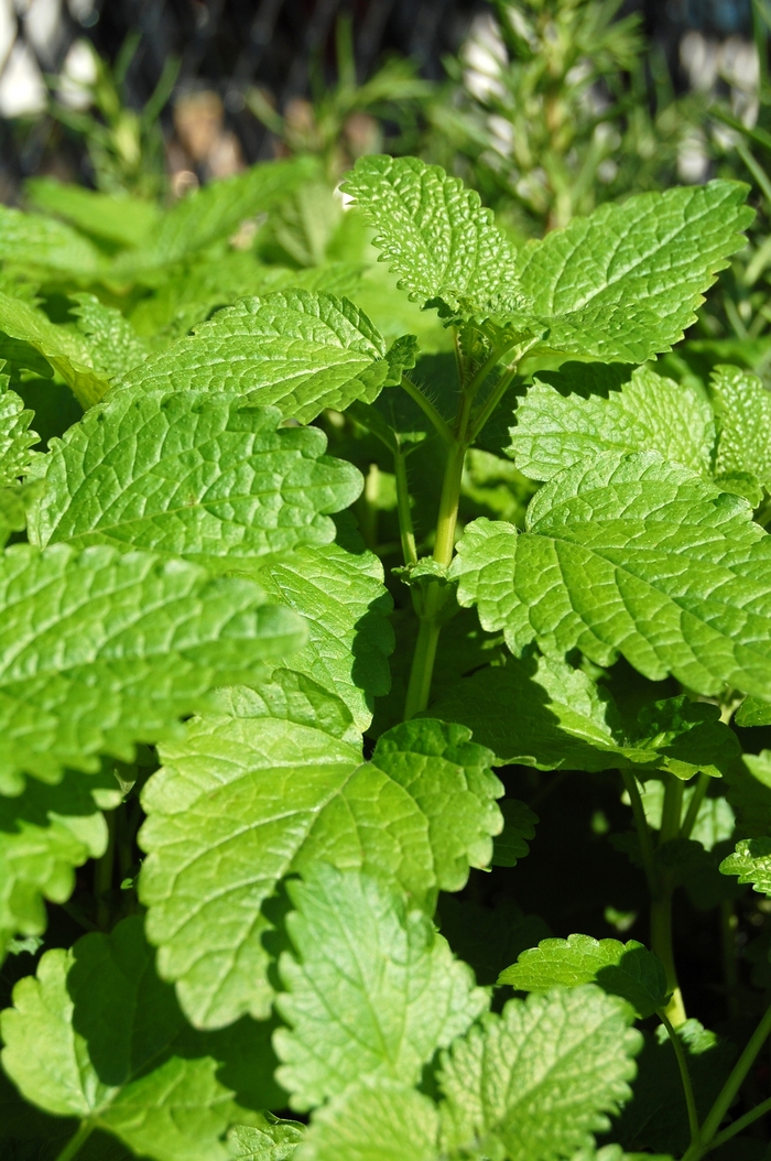Lemon balm - Melissa officinalis from Keathly Nursery