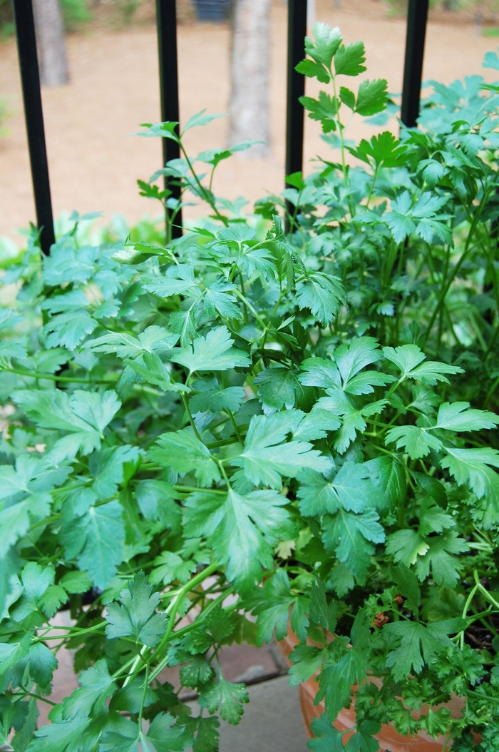 Cilantro - Coriandrum sativum from Keathly Nursery