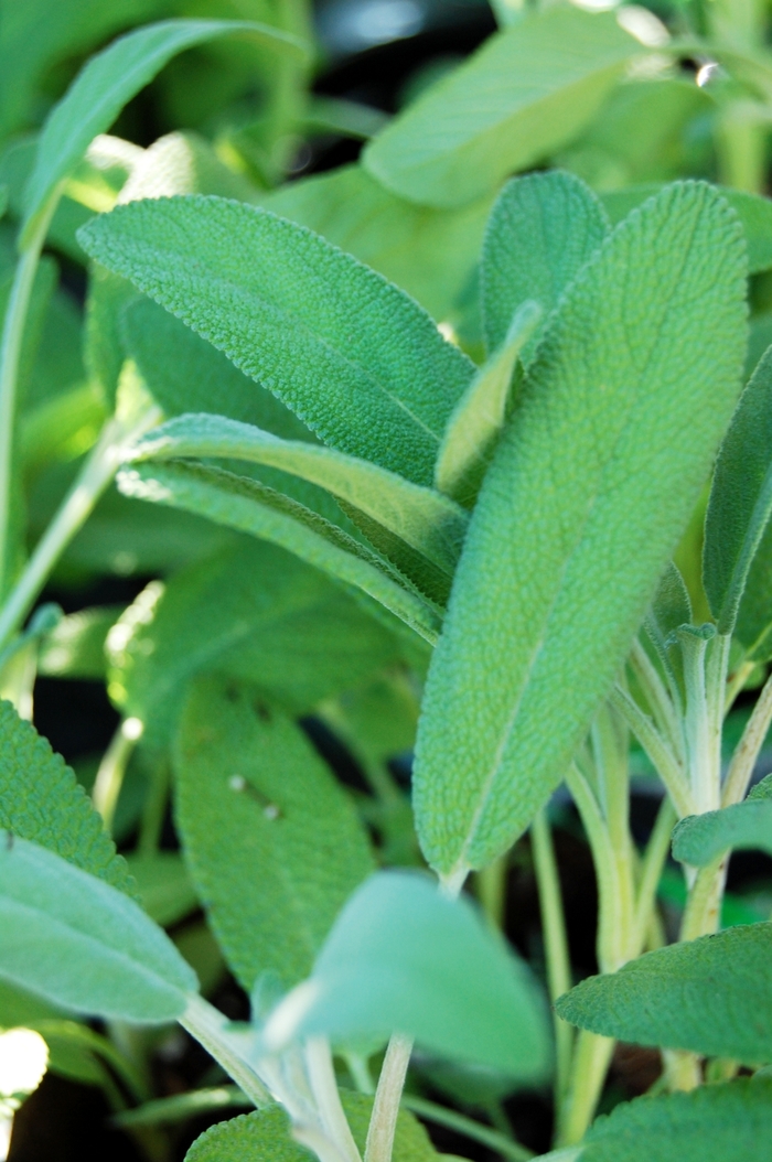 'Multiple Varieties' Garden Sage - Salvia officinalis from Keathly Nursery