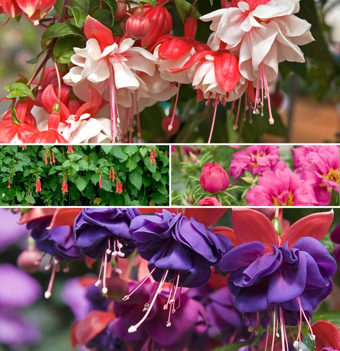 Assorted - Fuchsia from Keathly Nursery