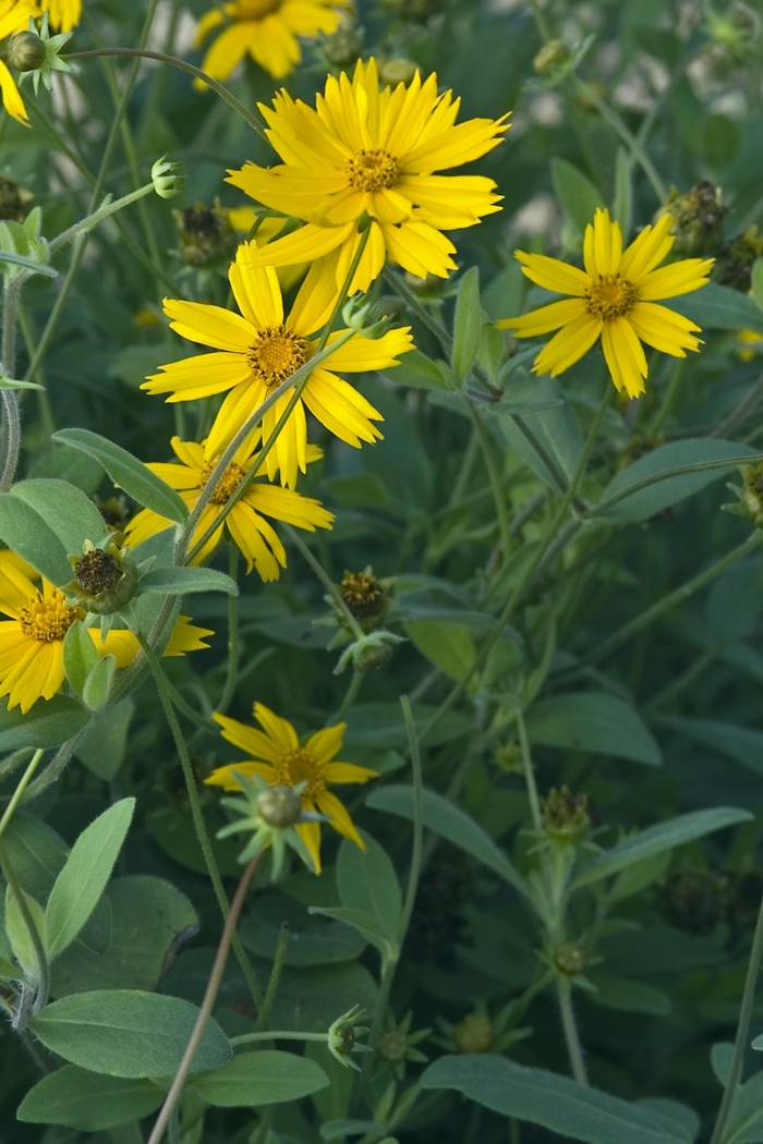''Sunshine Superman'' - Coreopsis pubescens (Downy Tickseed) from Keathly Nursery