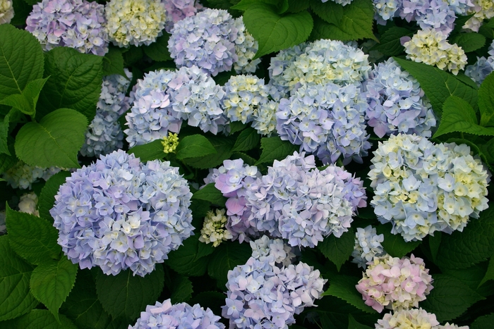 'The Original' Bigleaf Hydrangea - Hydrangea macrophylla from Keathly Nursery