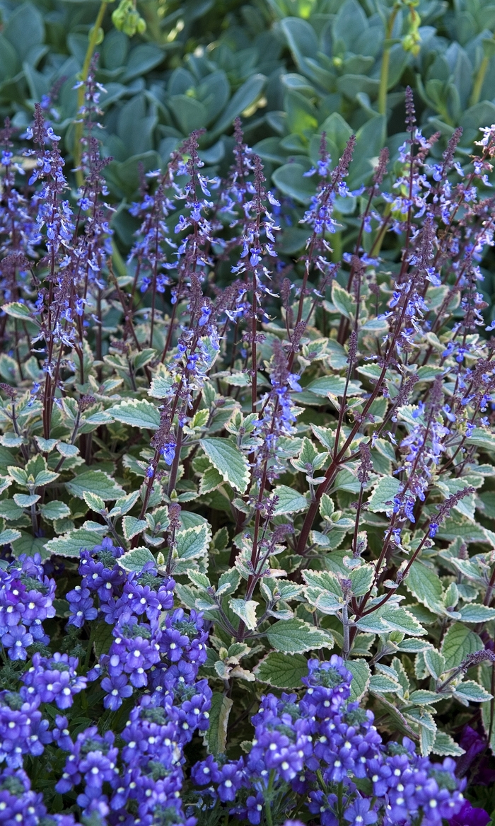 Swedish ivy - Plectranthus strigosus from Keathly Nursery