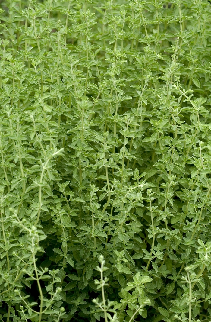 Sweet Marjoram - Origanum majorana from Keathly Nursery