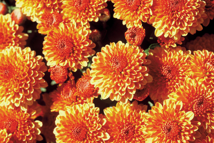 ''Multiple Varieties'' Bronze Garden Mum - Chrysanthemum x morifolium from Keathly Nursery