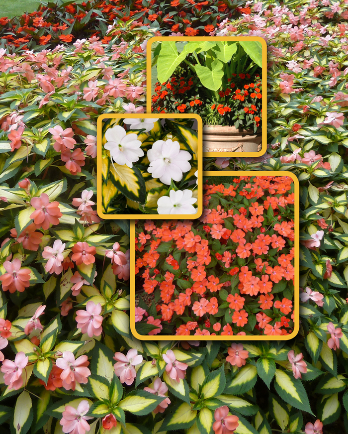 SunPatiens&reg; Mix - Impatiens from Keathly Nursery