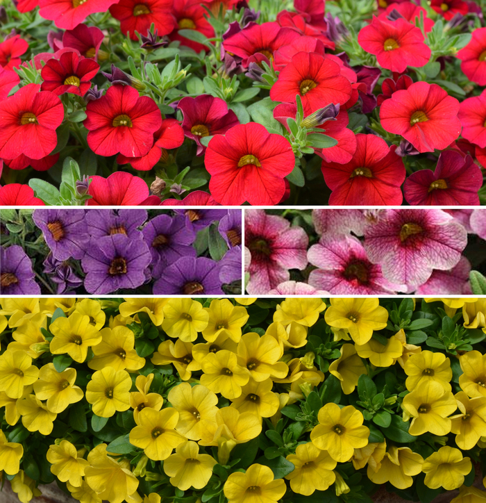 Cabaret&reg; 'Multiple Varieties' - Calibrachoa from Keathly Nursery