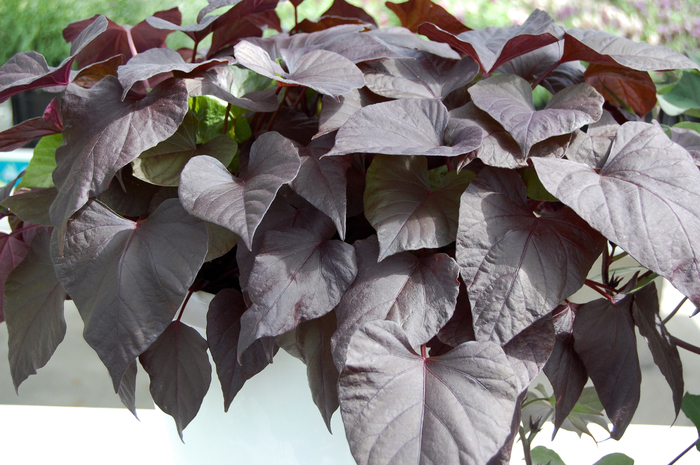 Desana&reg; Bronze Sweet Potato Vine - Ipomoea batatas from Keathly Nursery