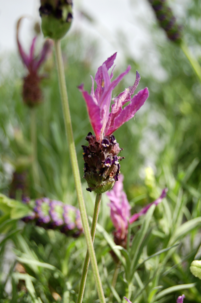 Lavender - Lavandula pedunculata subsp. lusitanica from Keathly Nursery