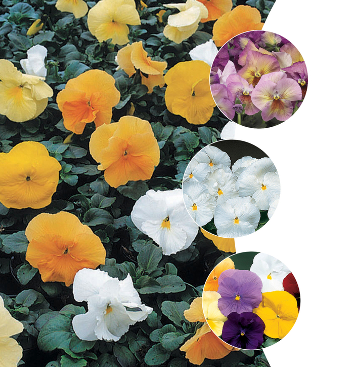 Delta&trade; 'Solid Shades Multiple Varieties' - Viola x wittrockiana (Pansy) from Keathly Nursery
