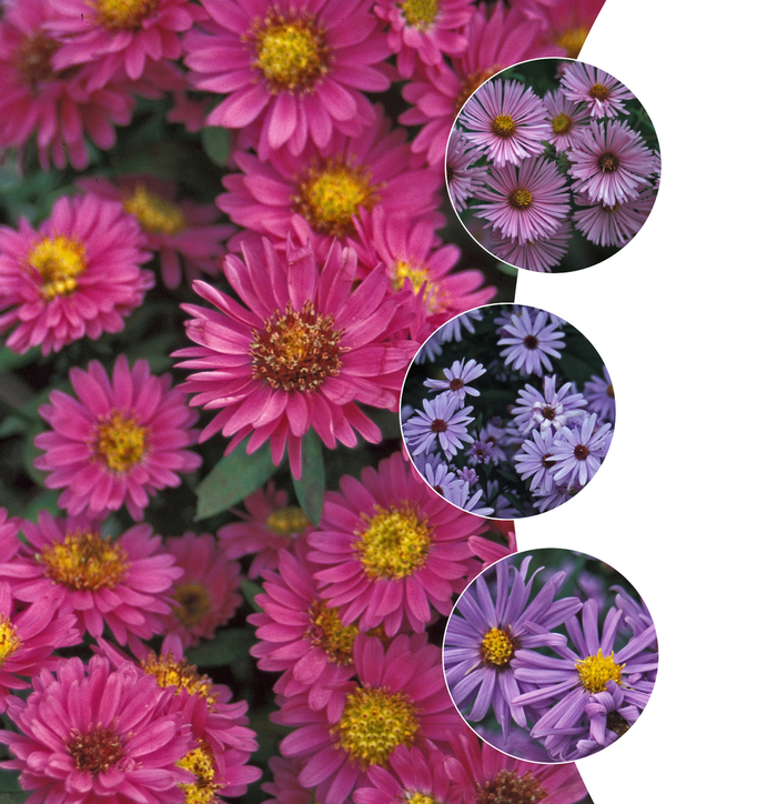 'Multiple Varieties' New England Aster - Aster novae-angliae from Keathly Nursery