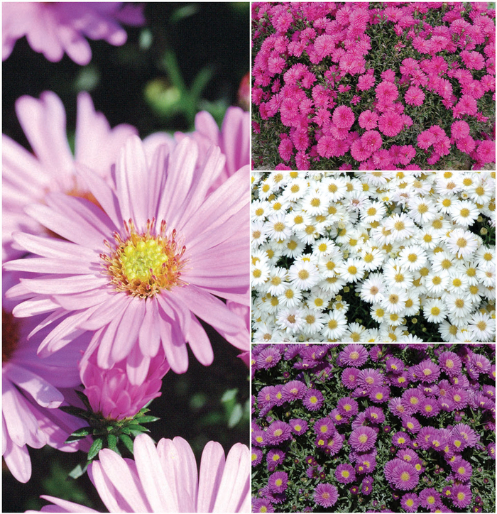 'Multiple Varieties' - Aster from Keathly Nursery