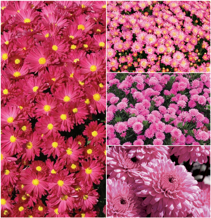 'Multiple Varieties' Pink Garden Mum - Chrysanthemum x morifolium from Keathly Nursery