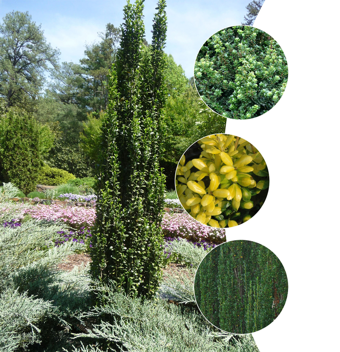 'Multiple Varieties' Japanese Holly - Ilex crenata from Keathly Nursery