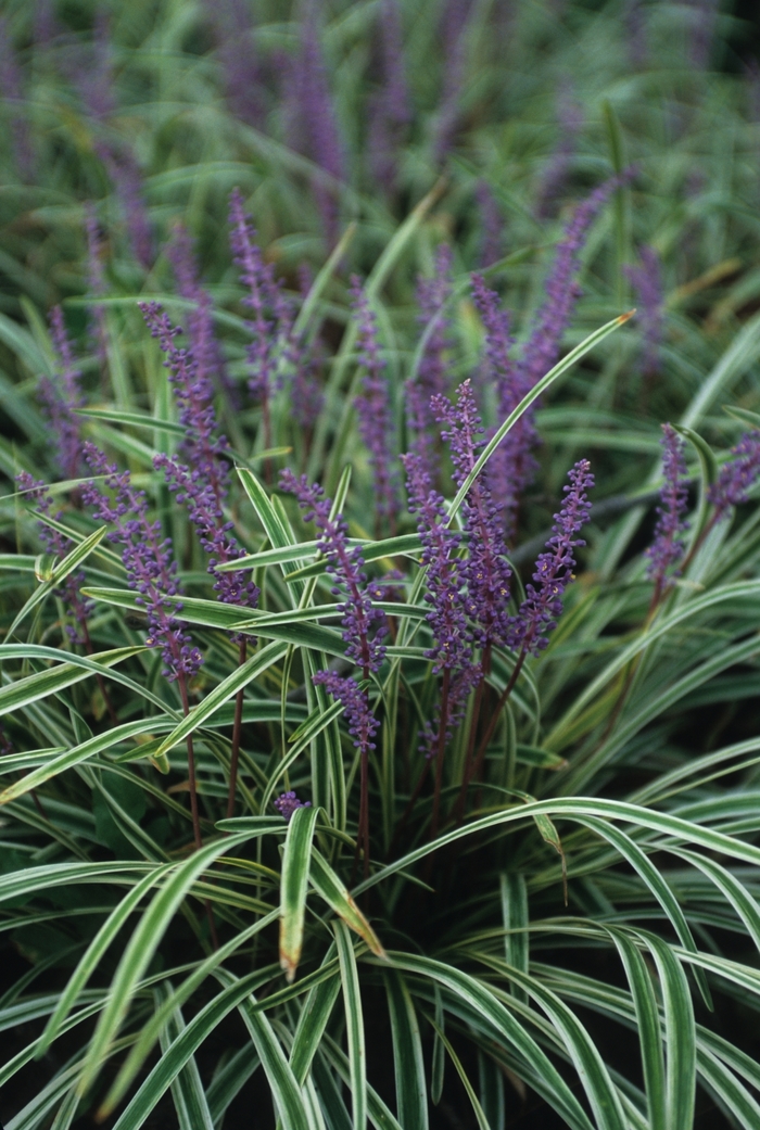 'Variegata' Variegated Liriope - Liriope muscari from Keathly Nursery