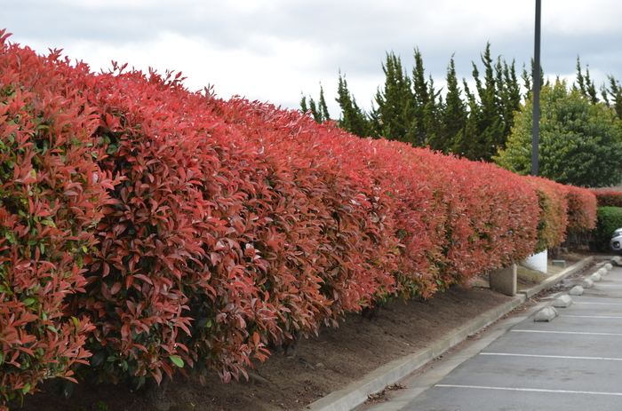 Red Tip 'Fraser's' Photinia - Photinia fraseri from Keathly Nursery