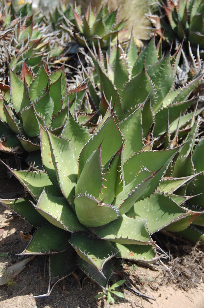 Shaw's Agave - Agave shawii from Keathly Nursery